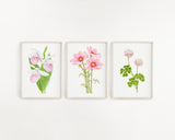 Cosmos Print, Watercolor Cosmo Painting, Pink Cosmo Flower Art, Floral Art