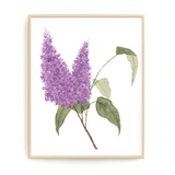 Lilac Print, Watercolor Lilacs Painting, Lilac Art, Floral Art, Floral Print, Purple Florals
