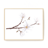 Magnolia Print, Watercolor Magnolia Painting, Floral Art Print, Star Magnolia