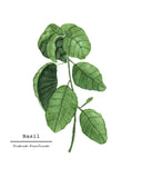 Basil Watercolor Painting, Kitchen Art, Mother's Day Gift, Herb Painting, Botanical Art - Emilie Taylor Art