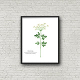 Parsley Watercolor Painting, Kitchen Art,  Herb Painting, Botanical Art, Gardener Present - Emilie Taylor Art
