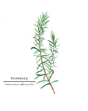 Rosemary Watercolor Painting, Kitchen Wall Art, Mother's Day Present , Herb Painting, Botanical Art - Emilie Taylor Art