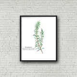 Rosemary Watercolor Painting, Kitchen Wall Art, Mother's Day Present , Herb Painting, Botanical Art - Emilie Taylor Art
