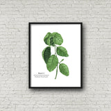 Basil Watercolor Painting, Kitchen Art, Mother's Day Gift, Herb Painting, Botanical Art - Emilie Taylor Art