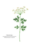 Parsley Watercolor Painting, Kitchen Art,  Herb Painting, Botanical Art, Gardener Present - Emilie Taylor Art