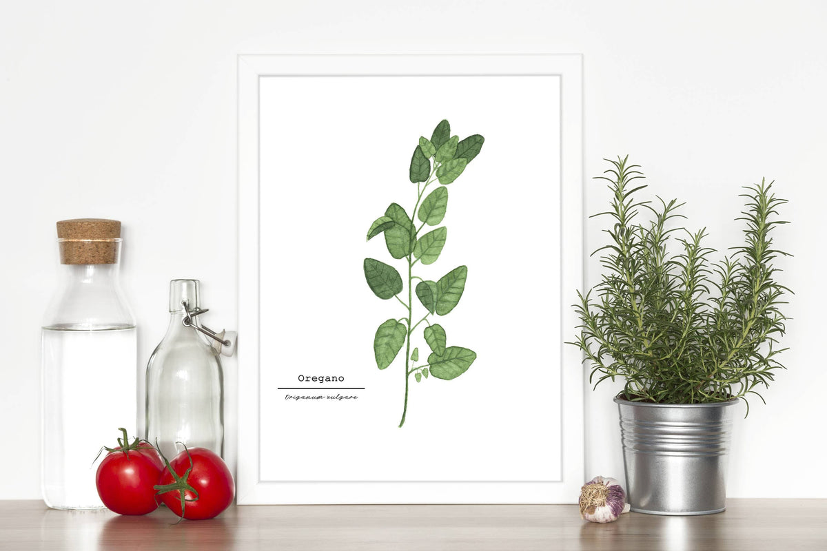 Original watercolor kitchen art of herbs sage, chocolate mint and oregano, Set of three 5 good x 7 originals