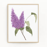 Lilac Print, Watercolor Lilacs Painting, Lilac Art, Floral Art, Floral Print, Purple Florals