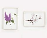 Magnolia Print, Watercolor Magnolia Painting, Floral Art Print, Star Magnolia
