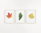 Watercolor Oak leaf Painting, Leaf Art, Fall Decor,  White Oak Leaf, Green leaf, Leaf decor - Emilie Taylor Art