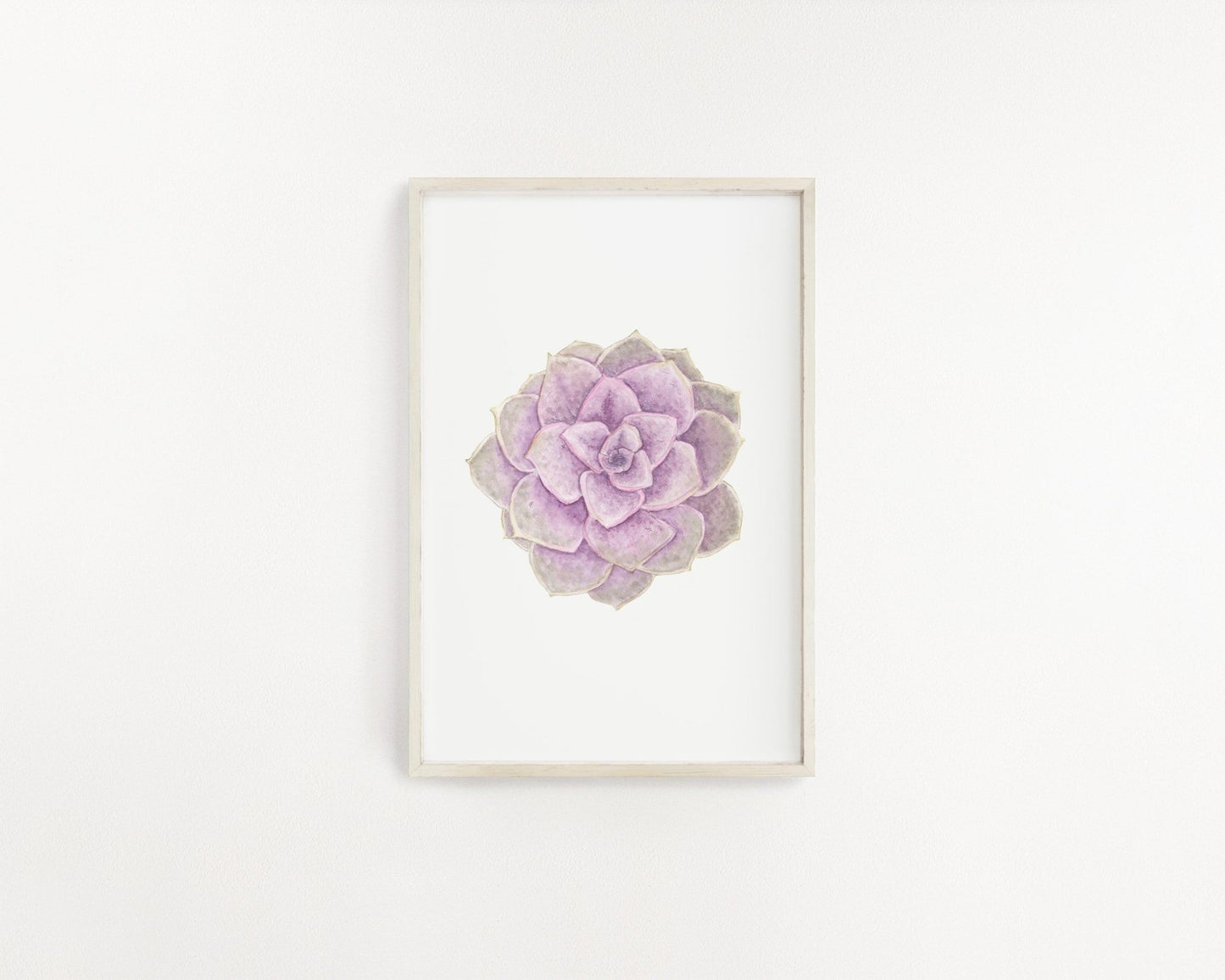PVN Succulent Print, Watercolor Succulent Art PVN Echeveria, Purple Succulent, Perle Von Nurnberg Emilie Taylor Art