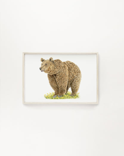Grizzly Bear Print | Watercolor Brown Bear with Dandelions Painting
