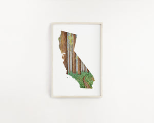 California Redwoods National Park Watercolor Print, California Redwoods Trees Souvenir