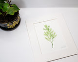 Original Dill Painting (Herb Collection)