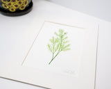 Original Dill Painting (Herb Collection)