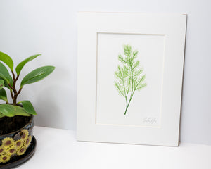 Original Dill Painting (Herb Collection)