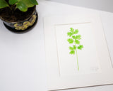 Original Cilantro Painting (Herb Collection)