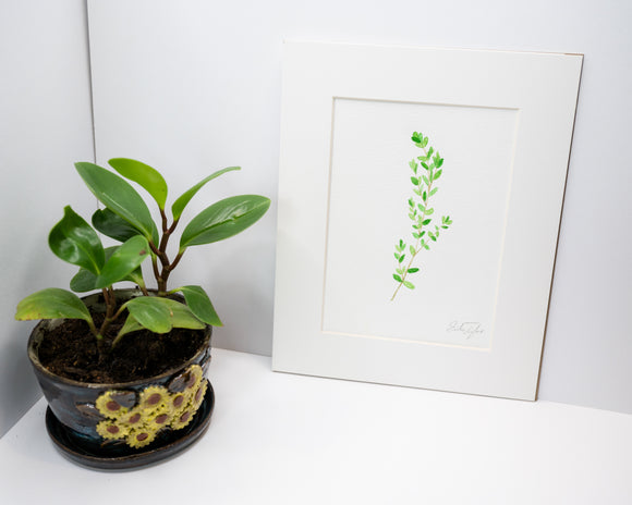 Original Thyme Painting (Herb Collection)