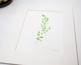 Original Thyme Painting (Herb Collection)