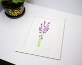 Original Lavender Painting (Herb Collection)