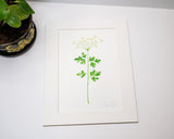 Original Parsley Painting (Herb Collection)