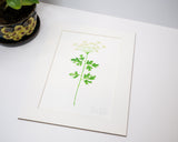 Original Parsley Painting (Herb Collection)