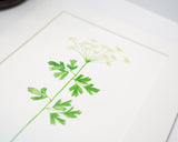 Original Parsley Painting (Herb Collection)