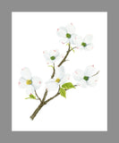 Dogwood Watercolor Print, Flowering Dogwood Painting, Virginia & North Carolina State Flower