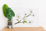 Dogwood Watercolor Print, Flowering Dogwood Painting, Virginia & North Carolina State Flower