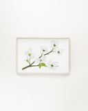 Dogwood Watercolor Print, Flowering Dogwood Painting, Virginia & North Carolina State Flower