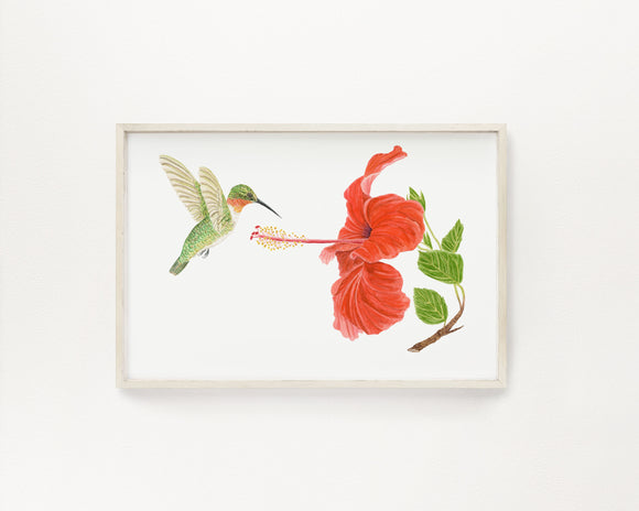 Humming Bird & Hibiscus Print | Watercolor Humming Bird Painting