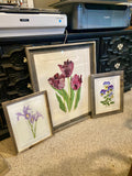 Tulips Black Parrot Print| Watercolor Tulips Painting, Black Parrot Tulips