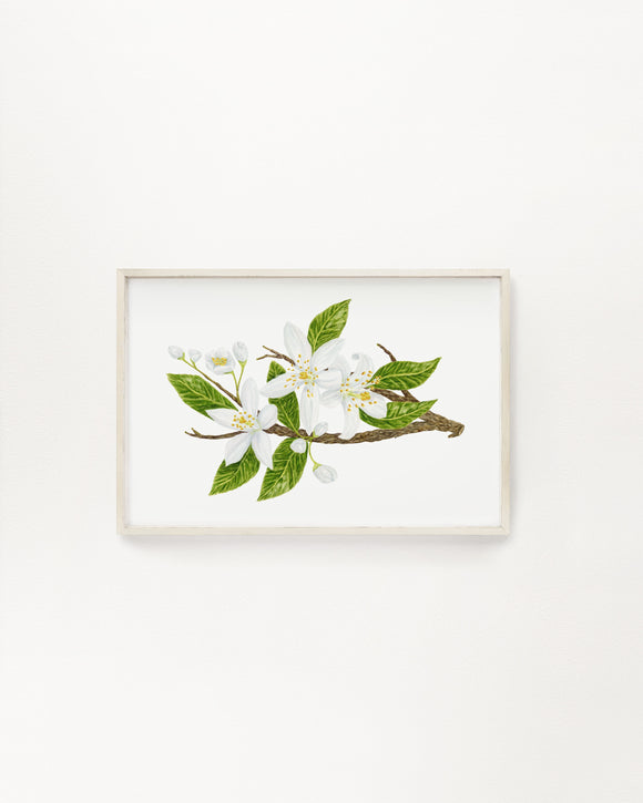 Orange Blossom Print, Watercolor Orange Blossom Painting, Florida State Flower, Orange Tree