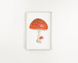 Watercolor Mushroom Painting, Red Capped mushroom print, Red Toadstool, Spotted Mushroom, Print of a Mushroom, Fly Agaric