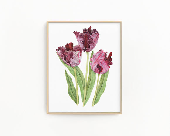 Tulips Black Parrot Print| Watercolor Tulips Painting, Black Parrot Tulips