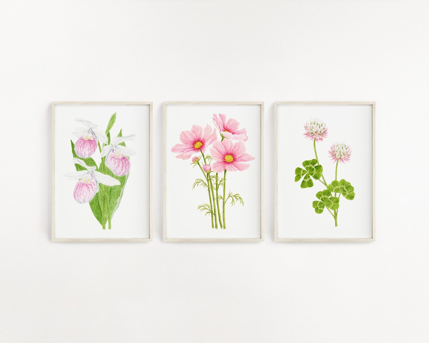 Cosmos Print, Watercolor Cosmo Painting, Pink Cosmo Flower Art, Floral Art Emilie Taylor Art