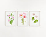 Cosmos Print, Watercolor Cosmo Painting, Pink Cosmo Flower Art, Floral Art Emilie Taylor Art