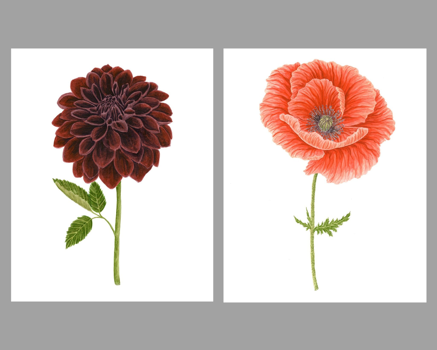 Dahlia Print, Watercolor Dahlia Black Velvet Painting, Black Dahlia Art Emilie Taylor Art