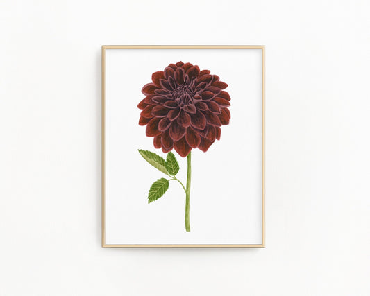 Dahlia Print, Watercolor Dahlia Black Velvet Painting, Black Dahlia Art Emilie Taylor Art