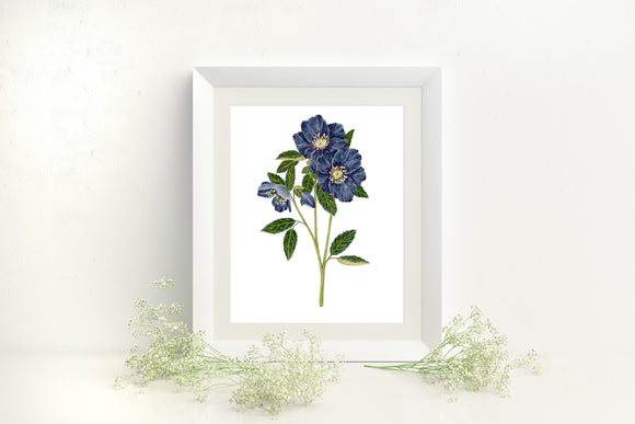 Hellebore Print, Watercolor Blue Hellebore Painting,  Dark/moody Hellebore Art