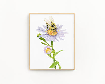 Honey Bee and Aster Flower Print | Watercolor Bee Painting