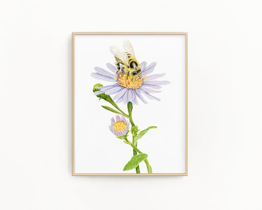 Honey Bee and Aster Flower Print | Watercolor Bee Painting