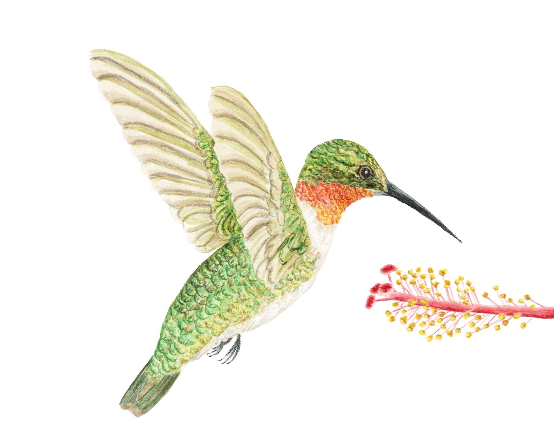 Humming Bird & Hibiscus Print | Watercolor Humming Bird Painting Emilie Taylor Art