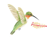 Humming Bird & Hibiscus Print | Watercolor Humming Bird Painting Emilie Taylor Art