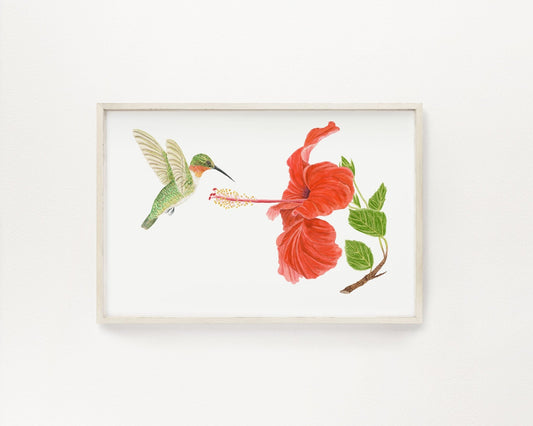 Humming Bird & Hibiscus Print | Watercolor Humming Bird Painting Emilie Taylor Art