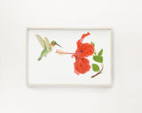 Humming Bird & Hibiscus Print | Watercolor Humming Bird Painting Emilie Taylor Art