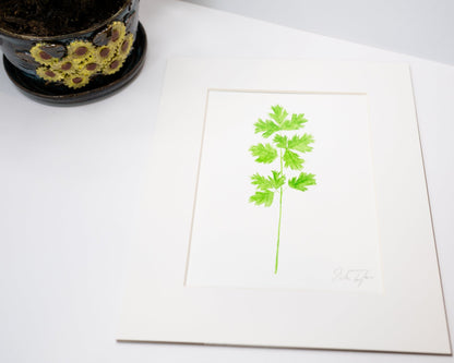 Original Cilantro Painting (Herb Collection) Emilie Taylor Art
