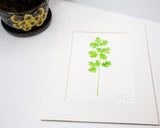 Original Cilantro Painting (Herb Collection) Emilie Taylor Art