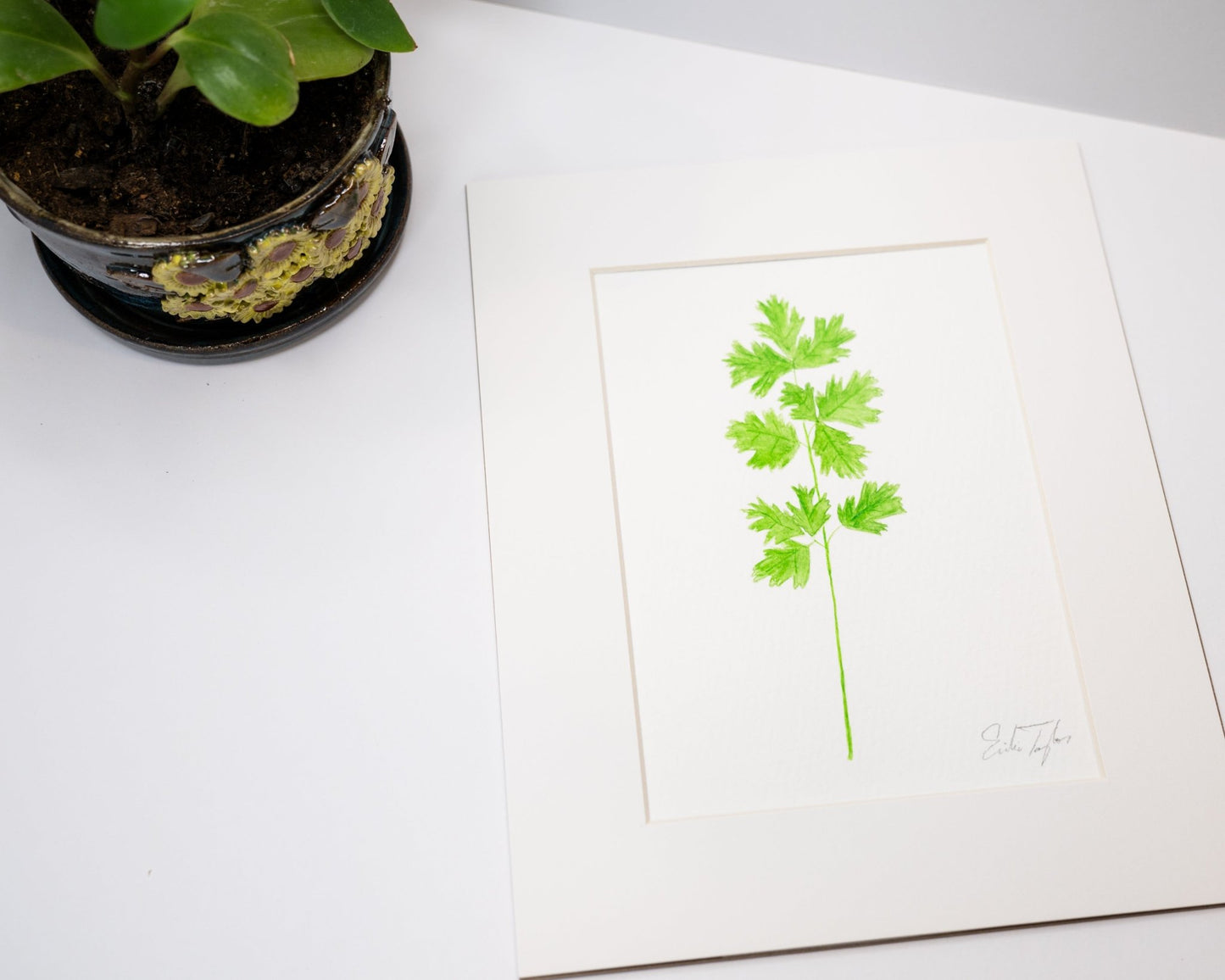 Original Cilantro Painting (Herb Collection) Emilie Taylor Art