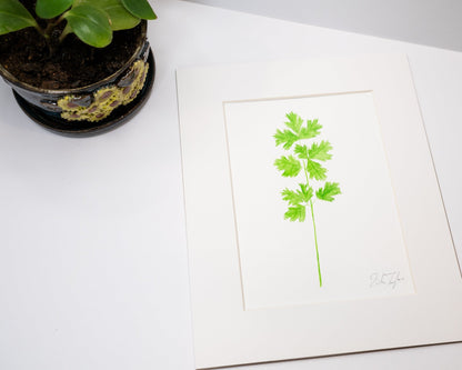 Original Cilantro Painting (Herb Collection) Emilie Taylor Art