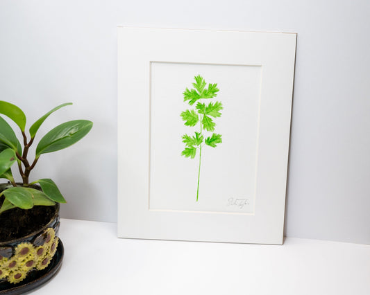 Original Cilantro Painting (Herb Collection) Emilie Taylor Art